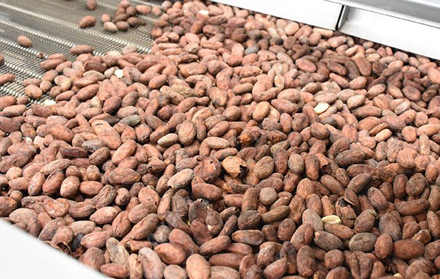 Complete Cocoa Bean Processing Steps