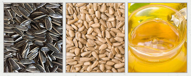 How are Sunflower Seeds Processed in the Factory?