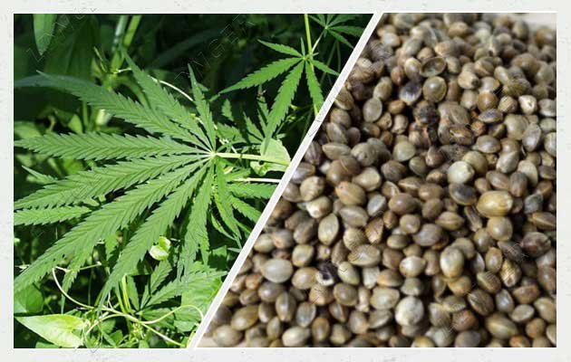 How to Separate Hemp Seeds?