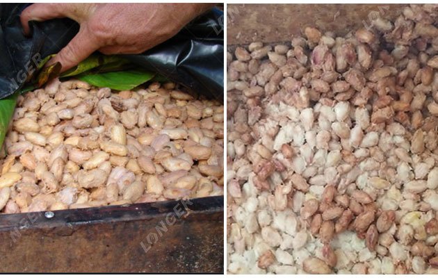 Cocoa Bean Fermentation