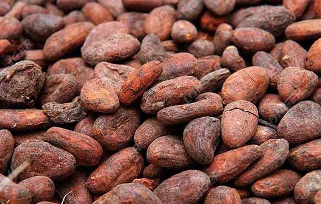 Roasted Cocoa Beans