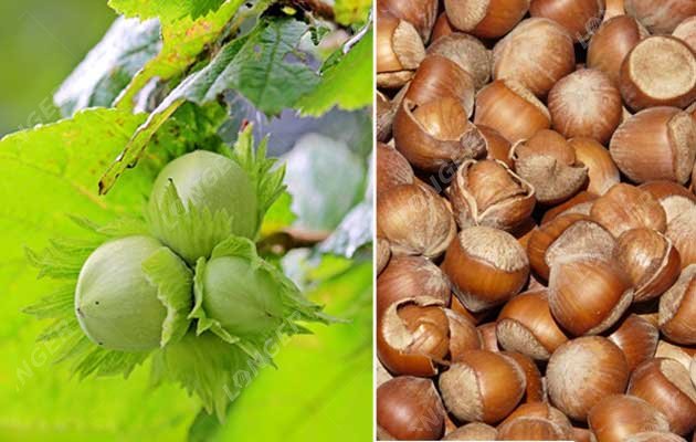 How is Hazelnut Processed? From Harvest to Shelling