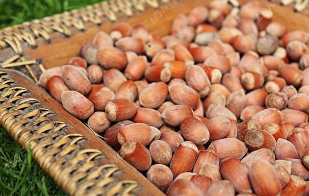 How to Process Hazelnuts? Drying Process