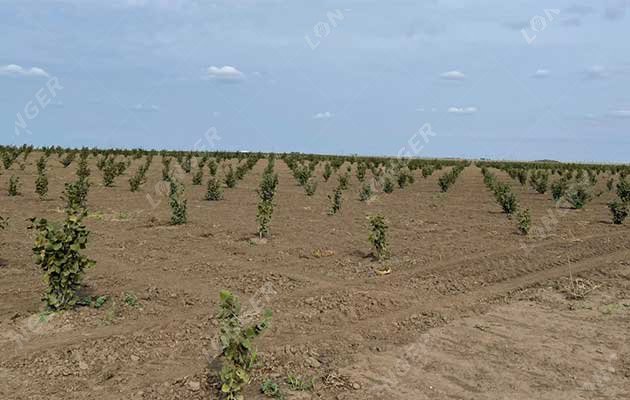 The current client’s hazelnut farm